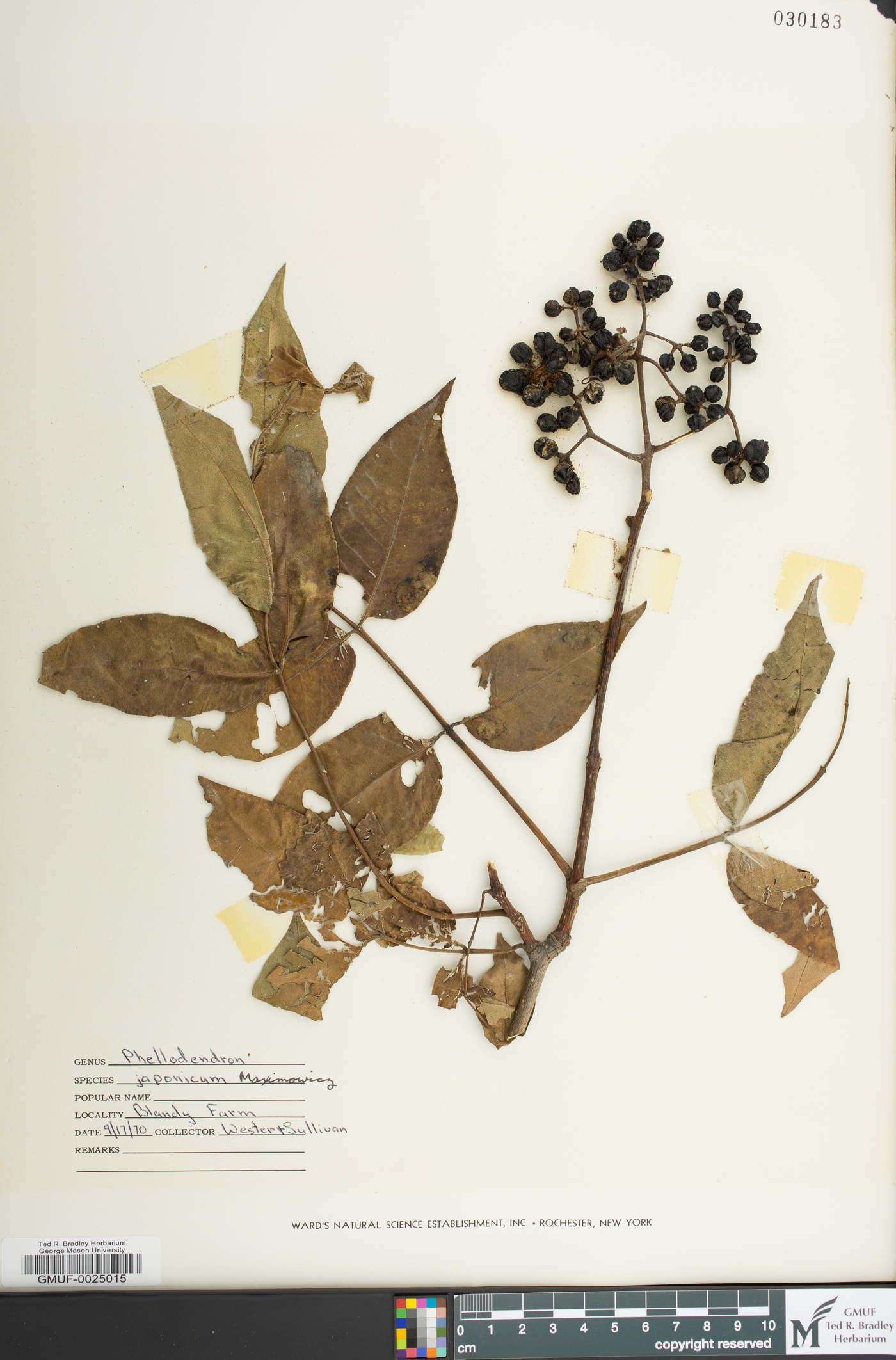 Phellodendron japonicum image