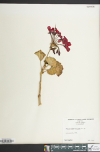 Pelargonium hortorum image