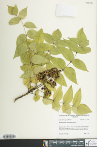 Zanthoxylum clava-herculis image