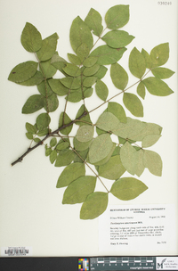 Zanthoxylum americanum image