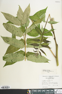 Ailanthus altissima image