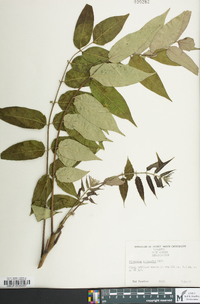 Ailanthus altissima image