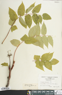 Ailanthus altissima image