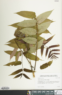 Ailanthus altissima image