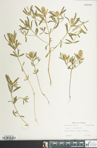 Polygala cruciata image