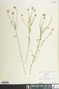 Polygala curtissii image