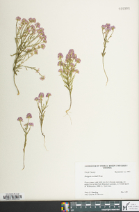 Polygala curtissii image