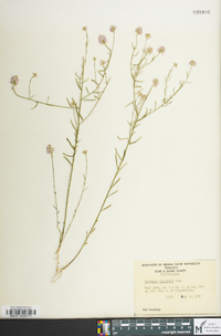 Polygala curtissii image