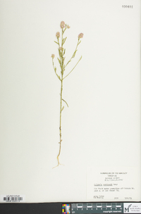 Polygala curtissii image