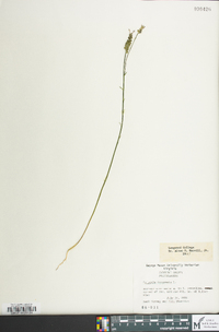 Polygala incarnata image