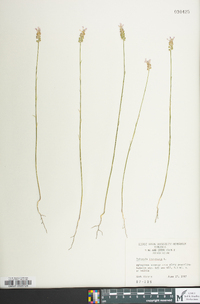 Polygala incarnata image