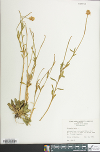 Polygala lutea image