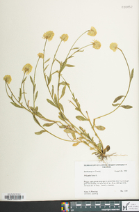 Polygala lutea image