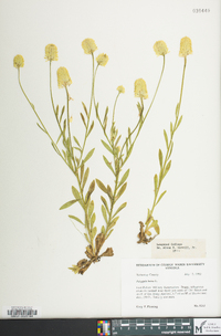 Polygala lutea image