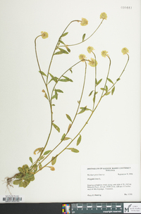 Polygala lutea image