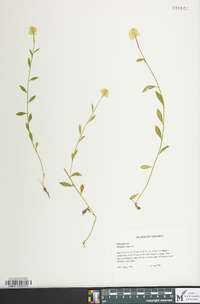 Polygala lutea image