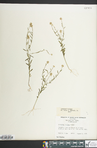 Polygala mariana image