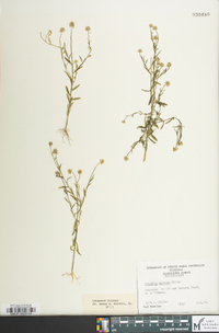 Polygala mariana image