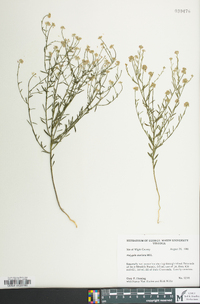 Polygala mariana image