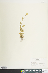 Polygala lutea image