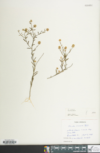 Polygala mariana image