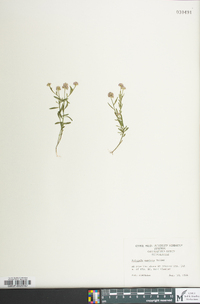 Polygala mariana image