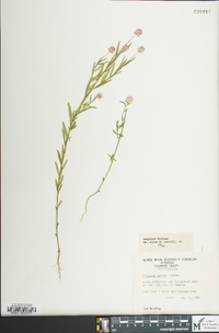 Polygala mariana image