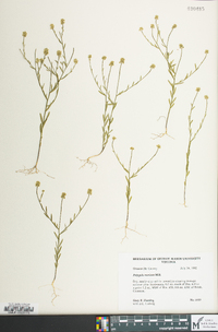 Polygala mariana image