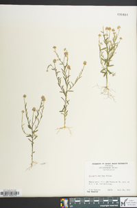 Polygala mariana image