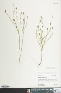 Polygala nuttallii image