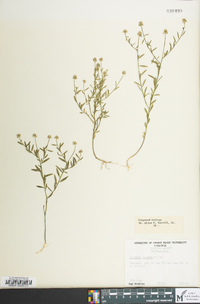 Polygala mariana image