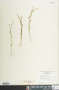 Polygala mariana image