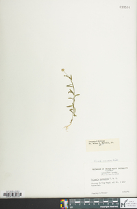 Polygala mariana image