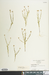 Polygala mariana image