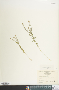 Polygala mariana image