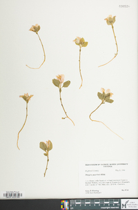 Polygaloides paucifolia image