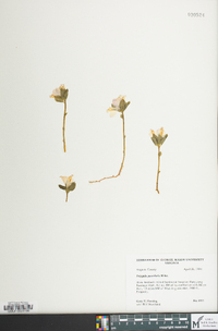 Polygaloides paucifolia image