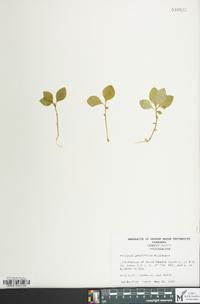Polygaloides paucifolia image