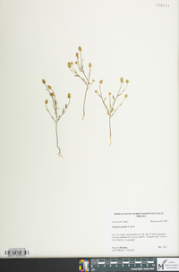 Polygala nuttallii image