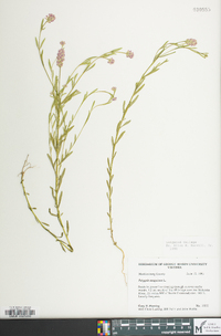 Polygala sanguinea image