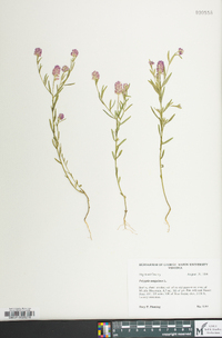 Polygala sanguinea image