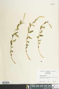 Polygala senega image