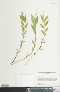 Polygala senega image