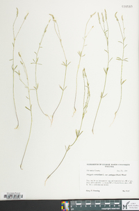 Polygala verticillata image