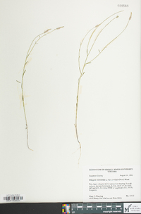 Polygala verticillata image