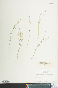 Polygala ambigua image