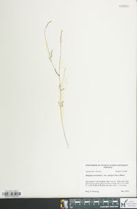 Polygala verticillata image