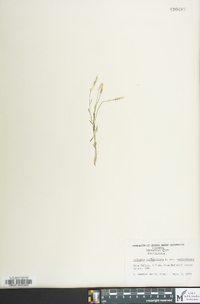 Polygala verticillata var. verticillata image