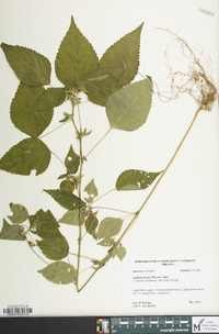 Acalypha deamii image