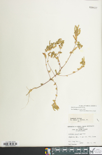 Acalypha gracilens image